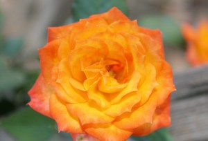 Glen Ellen Ranch Rose